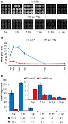 The Rapid Methylation of T-DNAs Upon Agrobacterium Inoculation in <mark class="highlighted">Plant Leaves</mark>